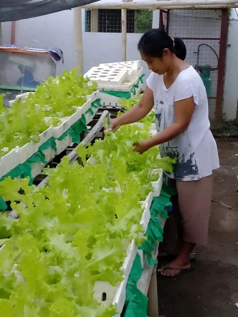 Hydroponic Greenhouse, Panay Island, The Philippines